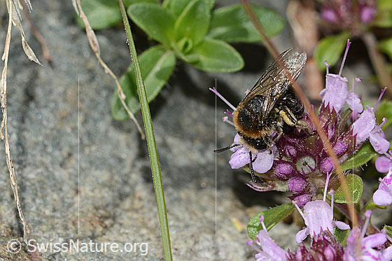 Photo: Colletes impunctatus on Thymus praecox ssp. polytrichus. Length 11mm. Female. View from the front top side..