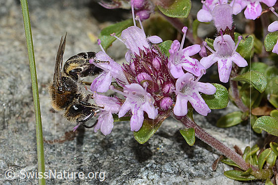 Foto: Alpen-Seidenbiene (Colletes impunctatus) auf Vielhaariger Thymian (Thymus praecox ssp. polytrichus). Länge 11mm. Weibchen. Ansicht von der Seite.