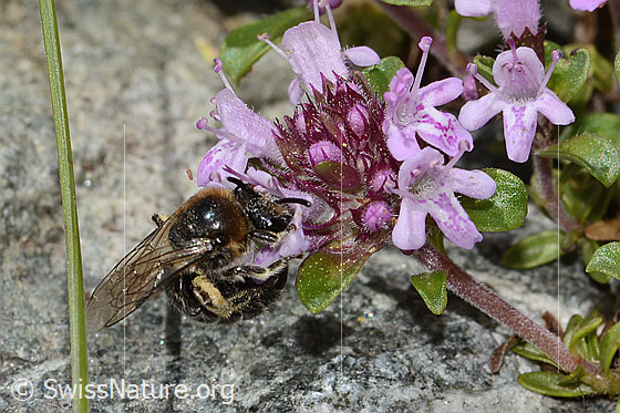 Photo: Colletes impunctatus on Thymus praecox ssp. polytrichus. Length 11mm. Female. View from the front top side..