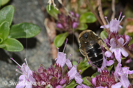 Photo: Colletes impunctatus auf Vielhaariger Thymian (Thymus praecox ssp. Polytrichus). Length 11mm. Female. View from behind.