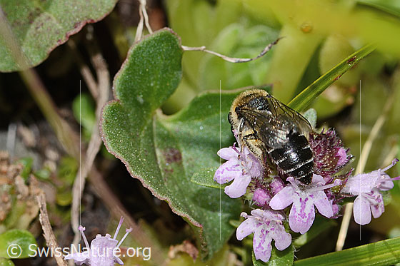 Photo: Colletes impunctatus on Thymus praecox ssp. polytrichus. Length 11mm. Female. View from behind.