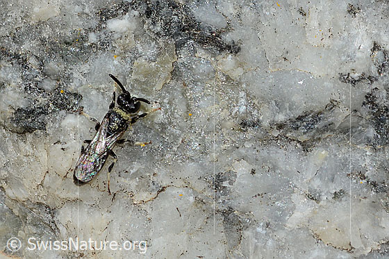 Foto: Verkannte Maskenbiene (Hylaeus confusus). Länge 7mm. Männchen. Ansicht von oben.