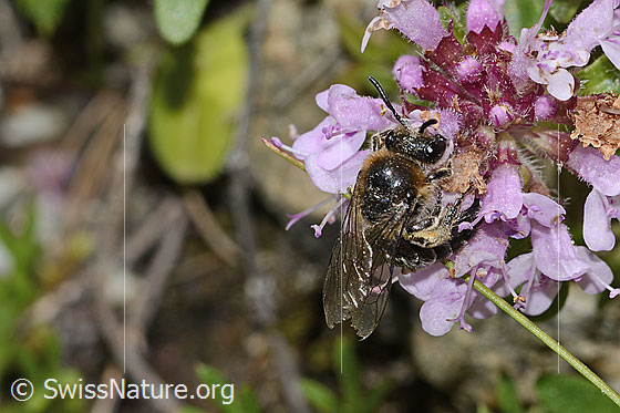 Photo: Colletes impunctatus on Thymus praecox ssp. polytrichus. Length 11mm. Female. View from top front.