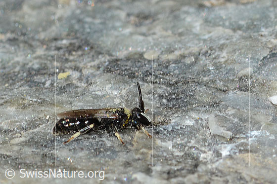 Photo: Hylaeus confusus. Length 7mm. Male. View from the side.