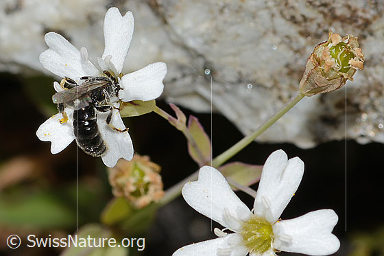 Photo: Hylaeus confusus auf Felsen-Leimkraut (Silene rupestris). Length 7mm. Male. View from the side above.