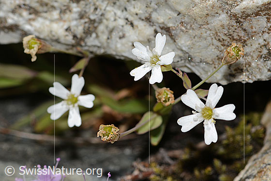 Foto: Felsen-Leimkraut (Silene rupestris). Blüten.