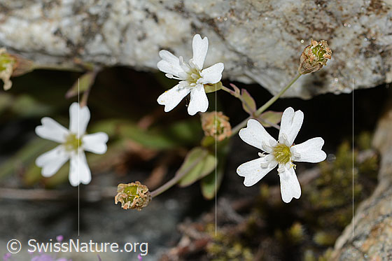 Photo: Silene rupestris. Blossoms.