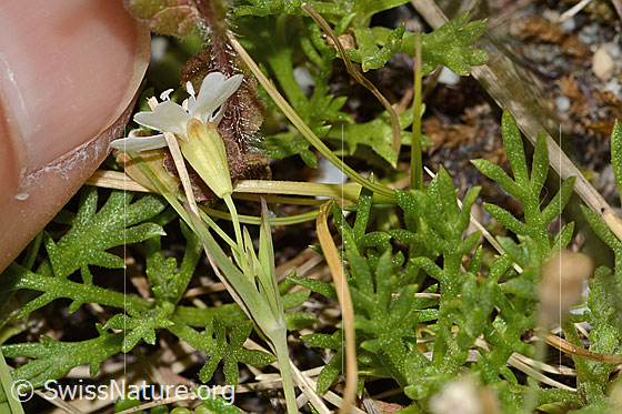 Photo: Silene rupestris. Blossom, calyx, stem and leaves.