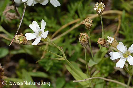 Foto: Felsen-Leimkraut (Silene rupestris). Blüten. Blühend und verblüht.