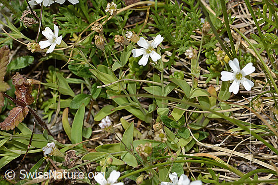 Photo: Silene rupestris. Whole plant (habiti).