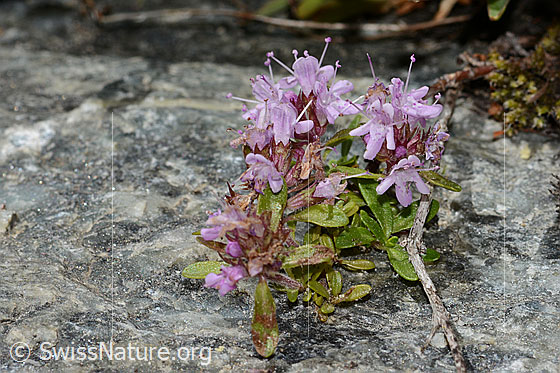 Photo: Thymus praecox ssp. Polytrichus. Blossoms.