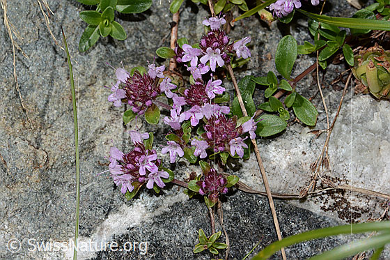 Foto: Vielhaariger Thymian (Thymus praecox ssp. polytrichus). Ganze Pflanze (Habitus).