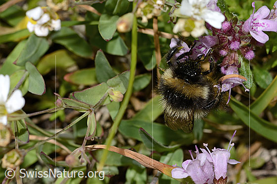 Foto: Wahrscheinlich Pyrenäenhummel (Bombus pyrenaeus) auf Vielhaarigem Thymian (Thymus praecox ssp. polytrichus). Länge 12mm. Ansicht von vorne oben.