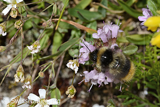 Photo: Probably Bombus pyrenaeus on Thymus praecox ssp. polytrichus. Length 12mm. View from above.
