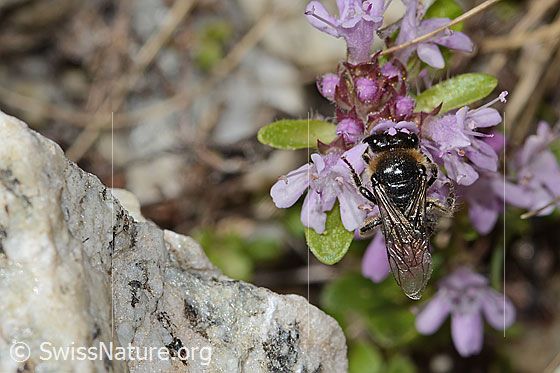 Photo: Colletes impunctatus on Thymus praecox ssp. polytrichus. Length 11mm. Female. View from above.