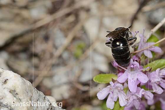 Photo: Colletes impunctatus on Thymus praecox ssp. polytrichus. Length 11mm. Female. View from behind.