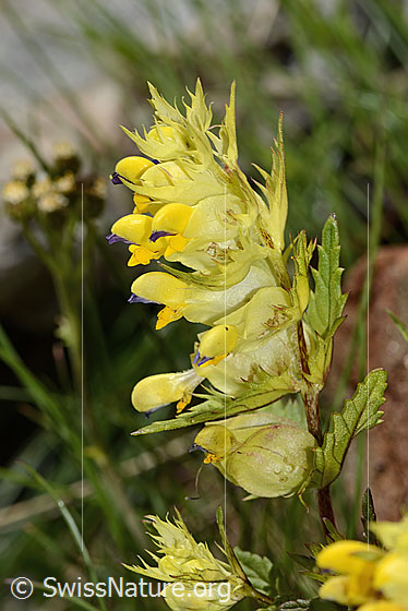 Foto: Schmalblättriger Klappertopf (Rhinanthus glacialis). Blüte, Stängel und Blätter.