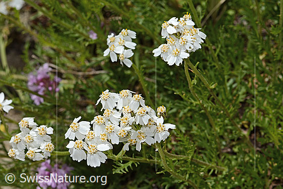 Foto: Moschus-Schafgarbe (Achillea erba-rotta ssp. moschata). Ganze Pflanze (Habitus).