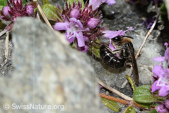 Photo: Colletes impunctatus on Thymus praecox ssp. polytrichus. Length 11mm. Female. View from the side.