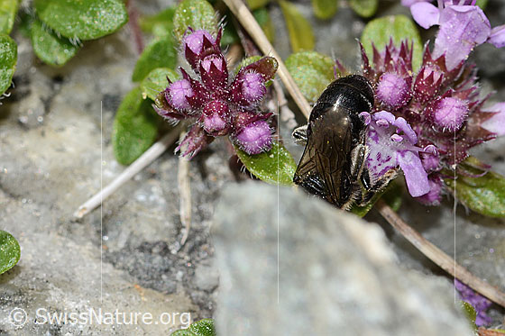 Photo: Colletes impunctatus on Thymus praecox ssp. polytrichus. Length 11mm. Female. Anicht from above.