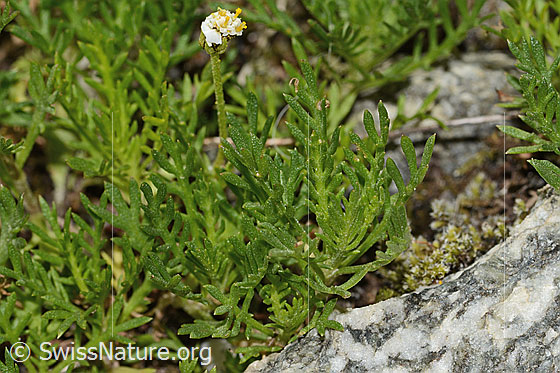 Photo: Achillea erba-rotta ssp. moschata. Leaves.