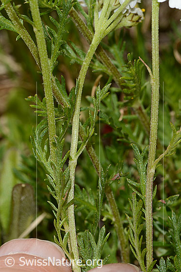 Foto: Moschus-Schafgarbe (Achillea erba-rotta ssp. moschata). Stängel und Blätter.