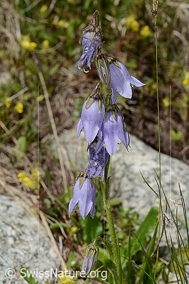 Foto: Bärtige Glockenblume (Campanula barbata). Ganze Pflanze (Habitus).