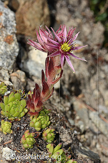 Foto: Berg-Hauswurz (Sempervivum montanum). Ganze Pflanze (Habitus).