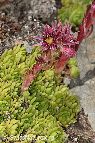 Foto: Berg-Hauswurz (Sempervivum montanum). Ganze Pflanze (Habitus).