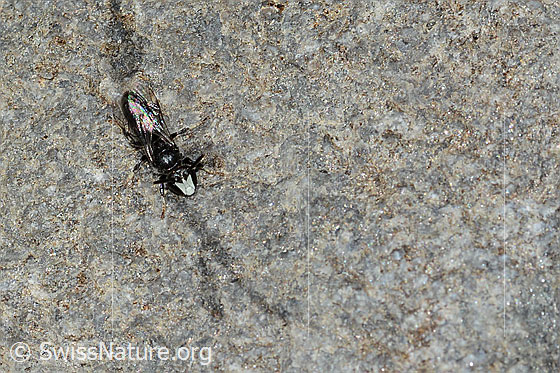 Photo: Hylaeus confusus. Length 7mm. Male. View from top front.