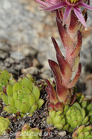 Foto: Berg-Hauswurz (Sempervivum montanum). Stängel.