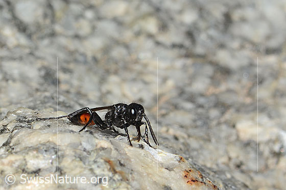 Photo: Probably Podalonia alpina. Length 11mm. View from side front.