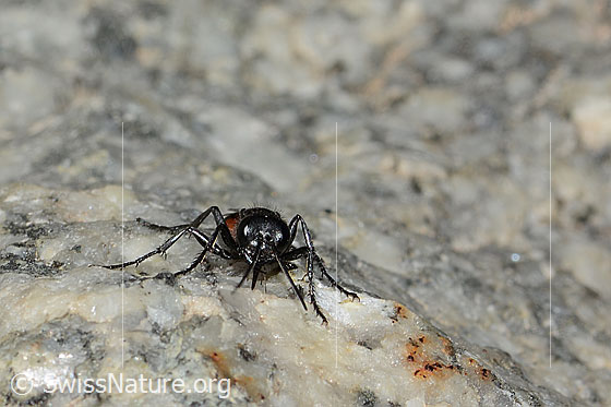 Photo: Probably Podalonia alpina. Length 11mm. View from the front.