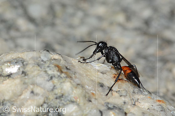 Foto: Wahrscheinlich Podalonia alpina (Grabwespe). Länge 11mm. Ansicht von seitlich hinten.