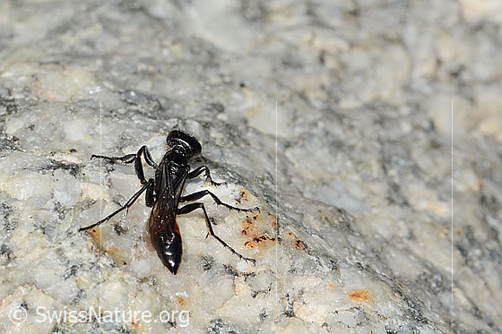 Photo: Probably Podalonia alpina. Length 11mm. View from behind top.