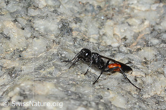 Photo: Probably Podalonia alpina. Length 11mm. View from side front.