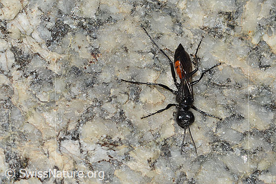 Photo: Probably Podalonia alpina. Length 11mm. Anischt from above.