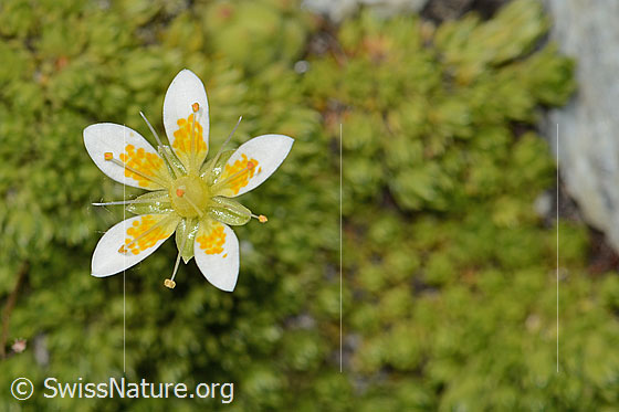 Foto: Moosartiger Steinbrech (Saxifraga bryoides). Blüte.
