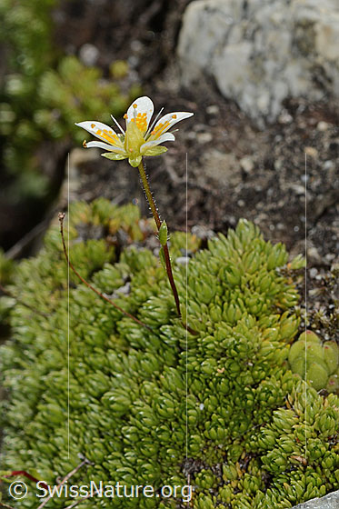 Foto: Moosartiger Steinbrech (Saxifraga bryoides). Ganze Pflanze (Habitus).
