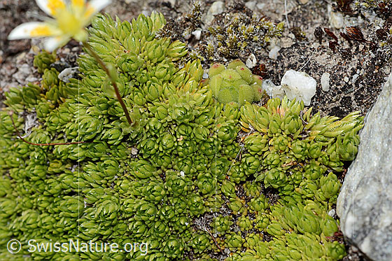 Foto: Moosartiger Steinbrech (Saxifraga bryoides). Polster mit Blattrosetten.