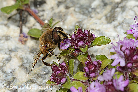 Foto: Mistbiene (Eristalis tenax) auf Vielhaarigem Thymian (Thymus praecox ssp. polytrichus). Ansicht von schräg vorne.