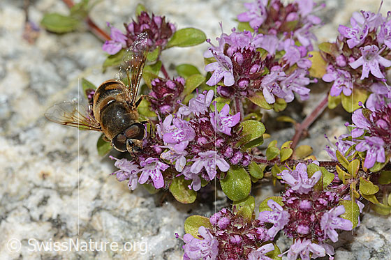 Foto: Mistbiene (Eristalis tenax) auf Vielhaarigem Thymian (Thymus praecox ssp. polytrichus). Ansicht von vorne oben.
