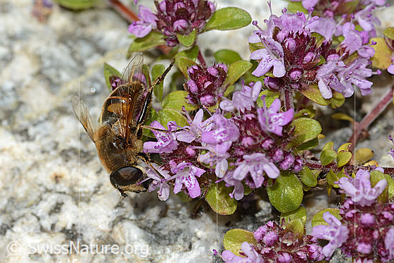 Foto: Mistbiene (Eristalis tenax) auf Vielhaarigem Thymian (Thymus praecox ssp. polytrichus). Ansicht von der Seite.