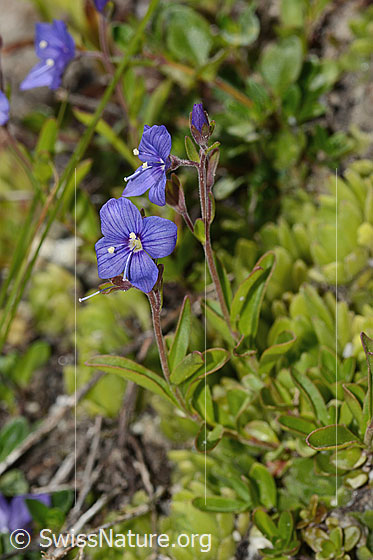 Foto: Felsen-Ehrenpreis (Veronica fruticans). Blüten und Stängel.