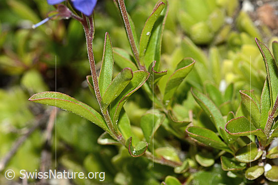 Foto: Felsen-Ehrenpreis (Veronica fruticans). Staängel und Blätter.
