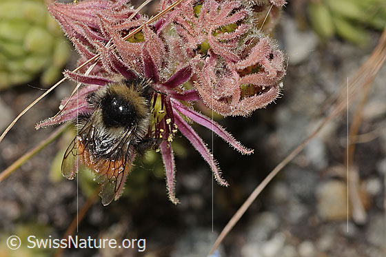Foto: Berglandhummel (Bombus monticola) auf Berg-Hauswurz (Sempervivum montanum). Länge 16mm. Ansicht von oben.
