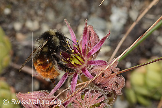 Foto: Berglandhummel (Bombus monticola) auf Berg-Hauswurz (Sempervivum montanum). Länge 16mm. Ansicht von seitlich hinten.
