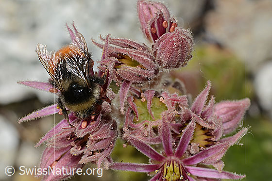 Foto: Berglandhummel (Bombus monticola) auf Berg-Hauswurz (Sempervivum montanum). Länge 16mm. Ansicht von oben.