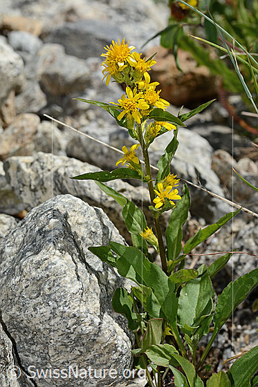 Foto: Alpen-Goldrute (Solidago virgaurea ssp. minuta). Ganze Pflanze (Habitus).