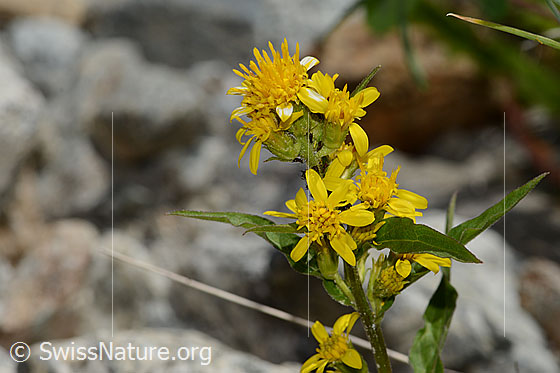 Foto: Alpen-Goldrute (Solidago virgaurea ssp. minuta). Blüten.